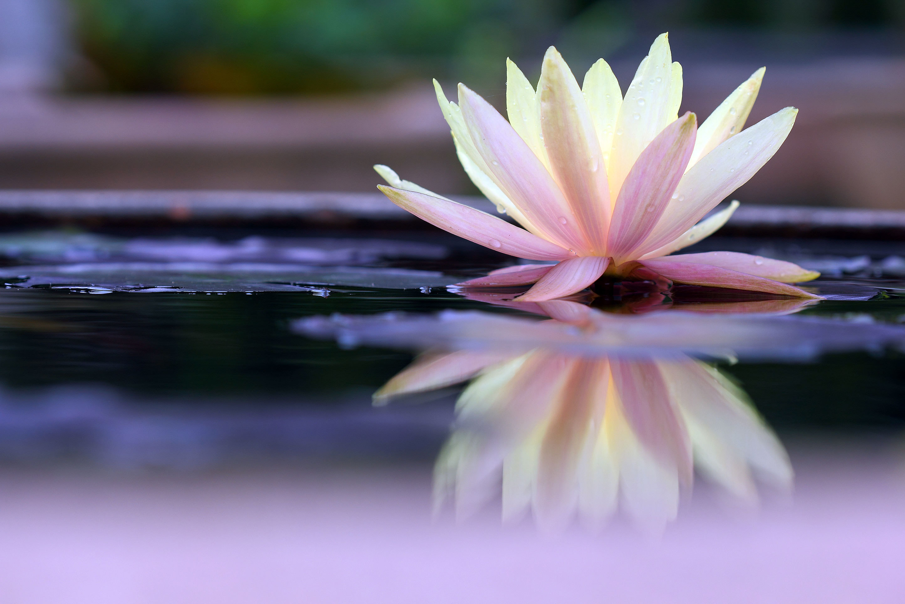 A Water Lilly on a Lake Surface in Purple and White Color