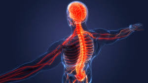 A Spinal Injury Representation on an Image Section